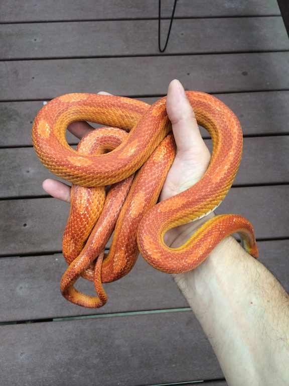 Sunglow Motley
