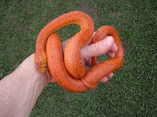 Barr Line Hypo Everglades