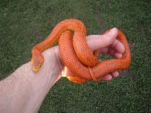 Barr Line Hypo Everglades 2