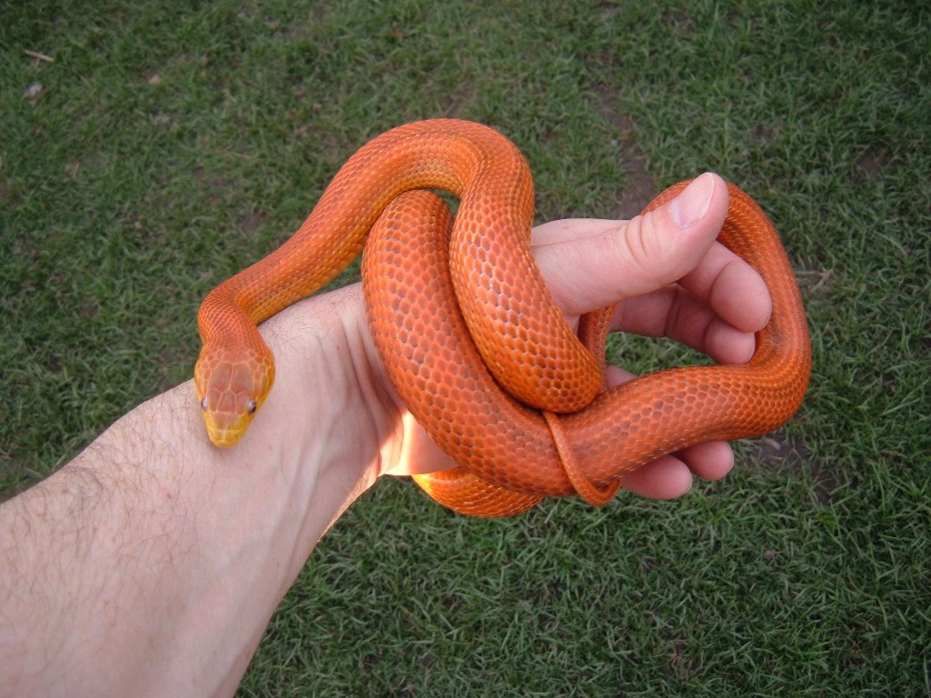 Barr Line Hypo Everglades 2