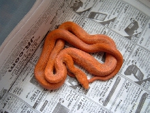 Hypo Everglades Love Line