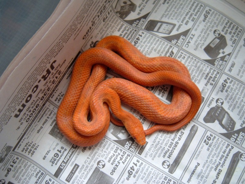 Hypo Everglades Love Line