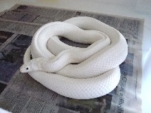 Leucistic Texas Rat Snake