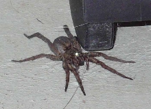 Mystery Spider