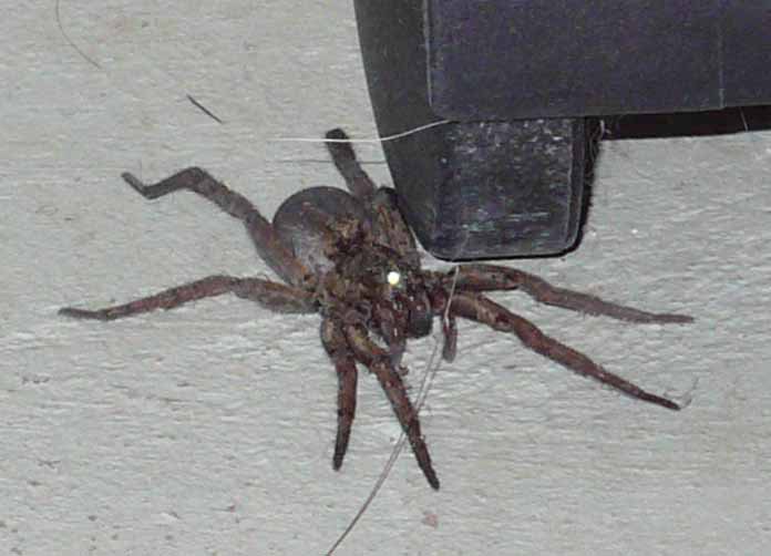 Mystery Spider