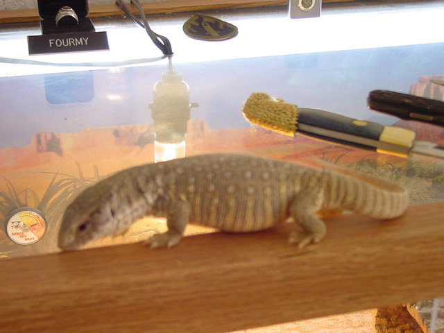"Rex"