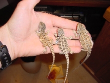 My new babies