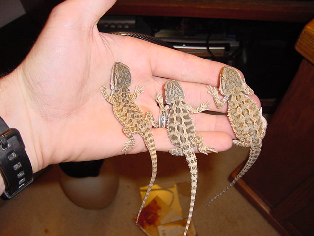 My new babies