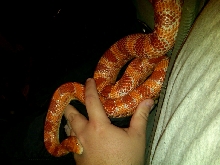 Male amel