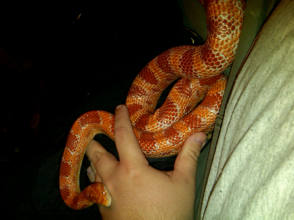 Male amel