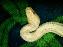 female head