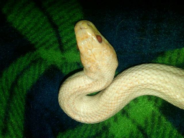 female head
