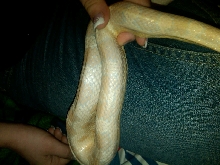 Male Body (same as previous picture)