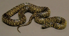 Florida Kingsnake