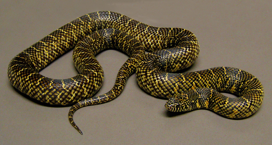 Florida Kingsnake