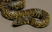 Florida Kingsnake