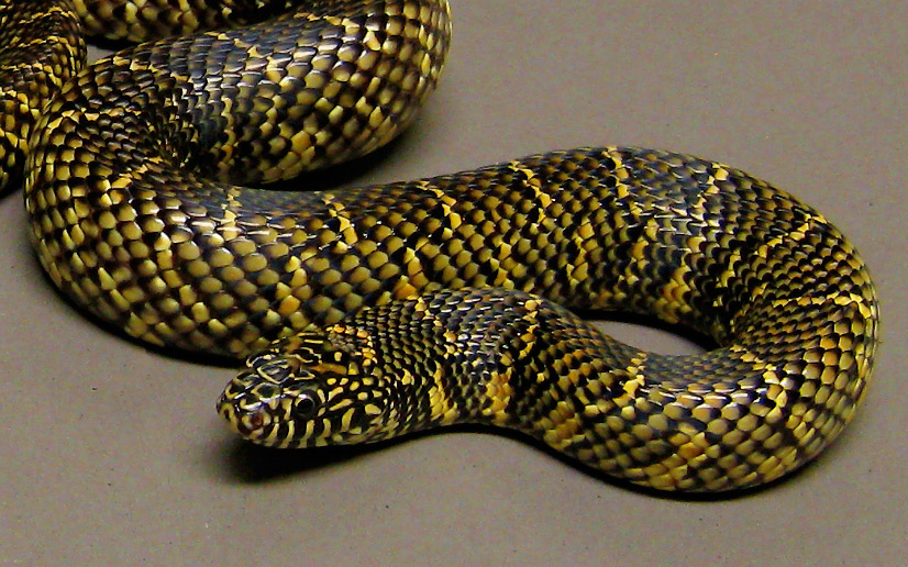 Florida Kingsnake
