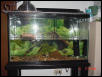 tank set up