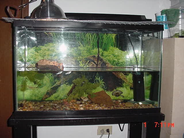 tank set up