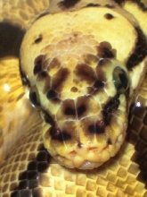 BEE HEADSHOT