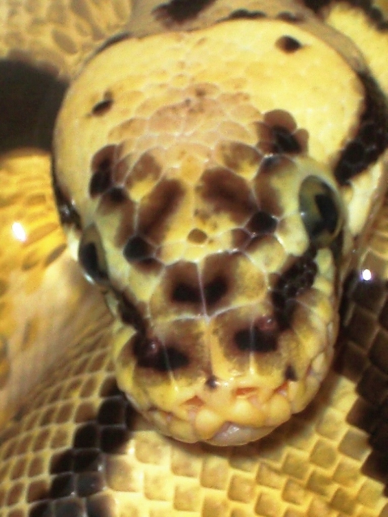 BEE HEADSHOT