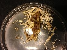 poo or vomit