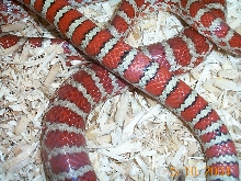 ?hypo knoblochi