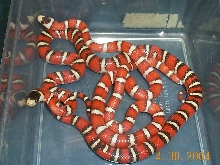 hypo pyro pair (both bhb line)