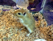 Arene-my agouti girl