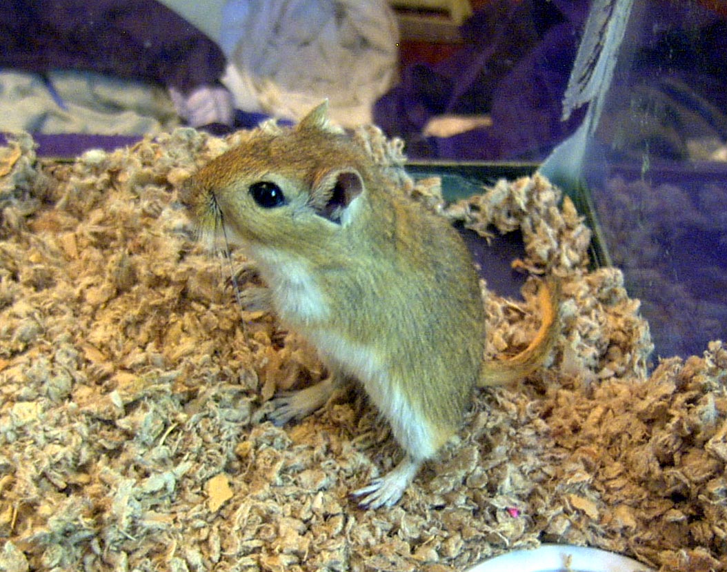 Arene-my agouti girl
