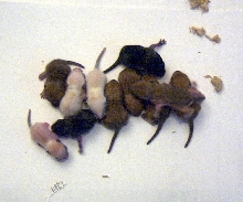 Another litter of pups bred by me