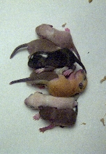 Another photo of Arene and Ketone's first litter!