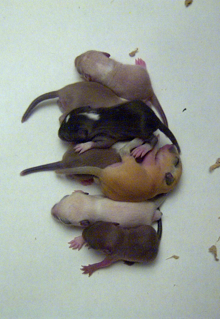 Another photo of Arene and Ketone's first litter!