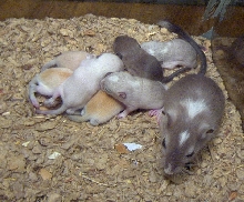 Arene & Ketone's second litter of pups
