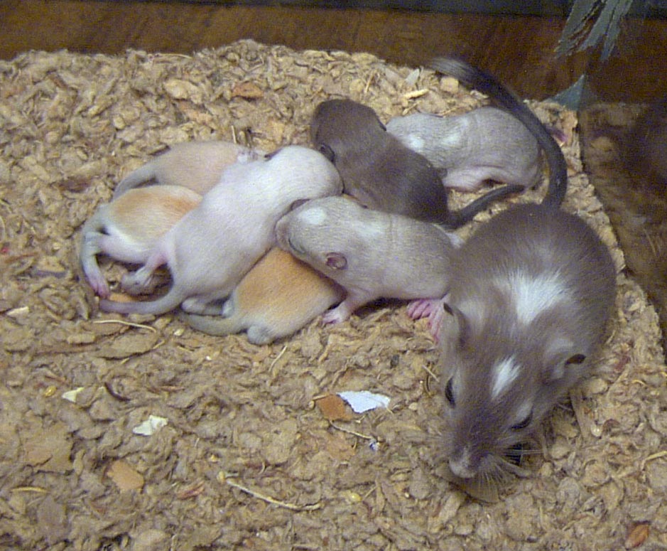 Arene & Ketone's second litter of pups