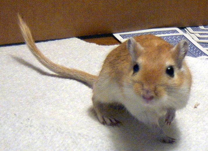 Grendel, my DEH male