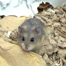 Hematite-my opal dwarf hamster