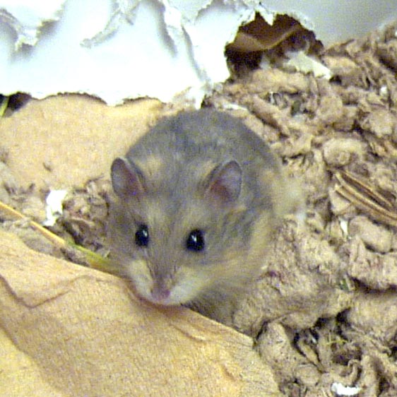 Hematite-my opal dwarf hamster