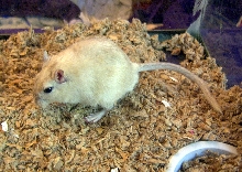 Another shot of Ketone