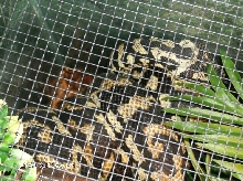 Rumplesnakeskin 2