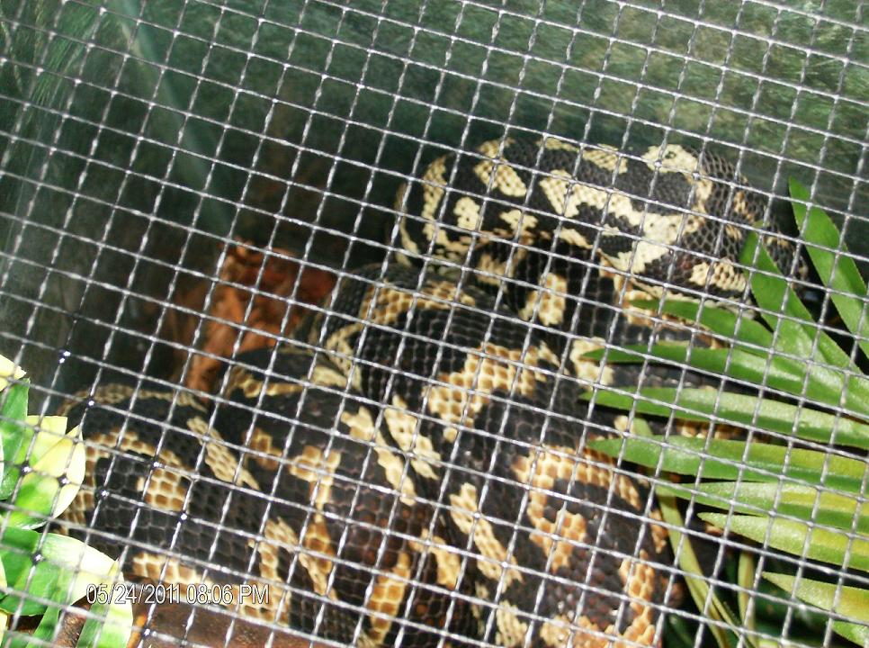 Rumplesnakeskin 2