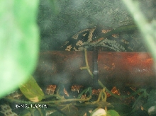 Rumplesnakeskin 3