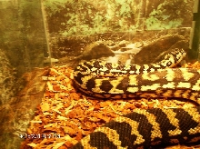 Rumplesnakeskin