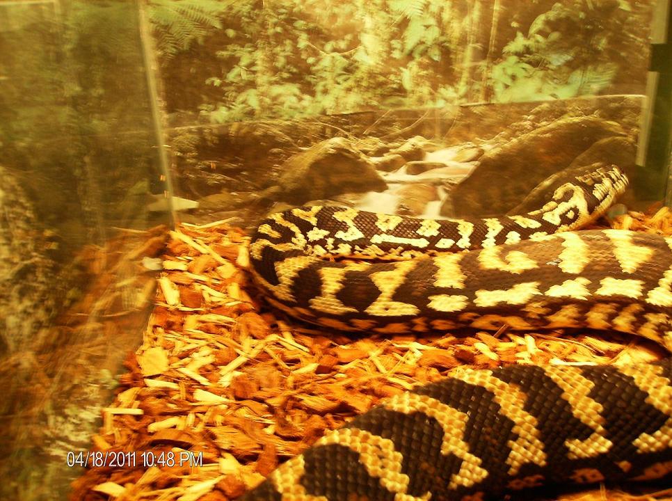 Rumplesnakeskin