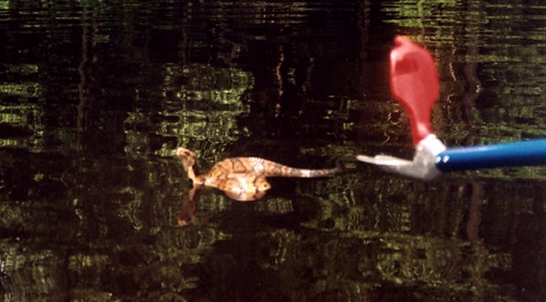 Eastern Cottonmouth