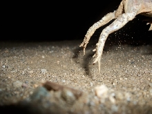 Red Spotted Toad Takeoff