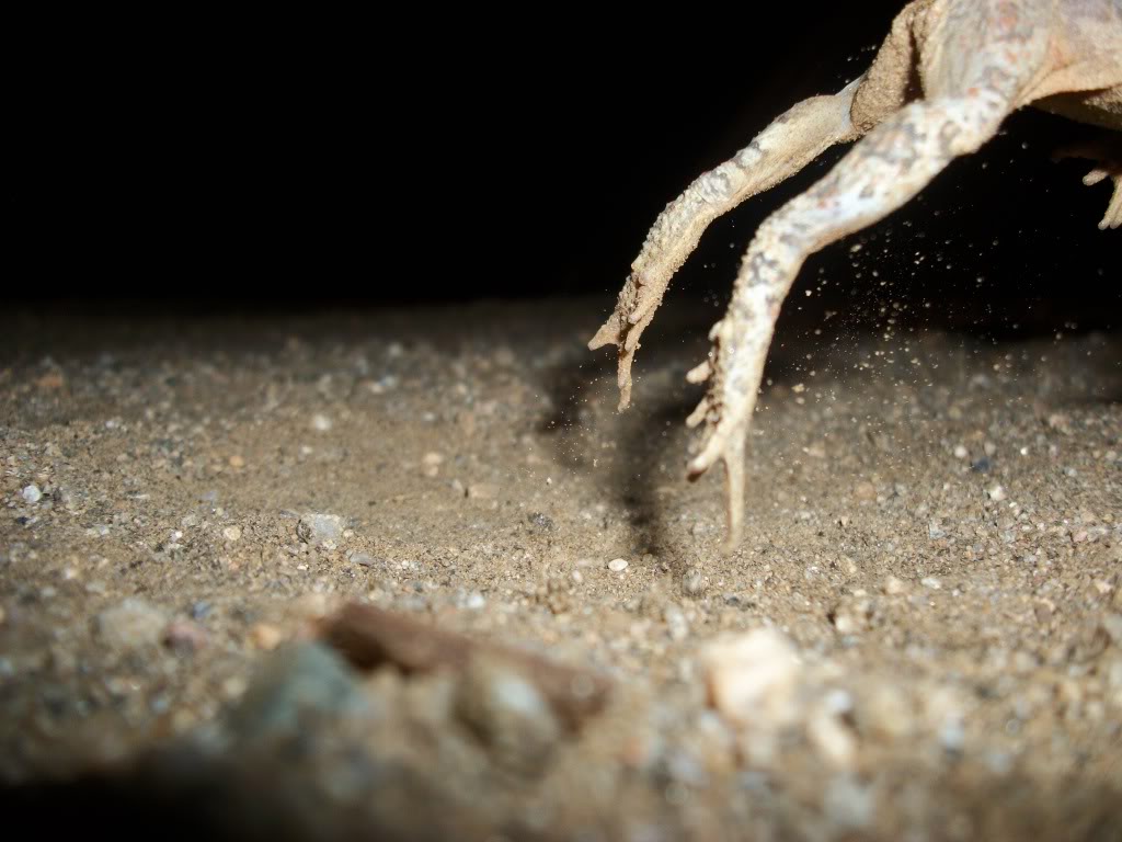 Red Spotted Toad Takeoff