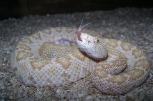 Amelanistic Western Diamondback