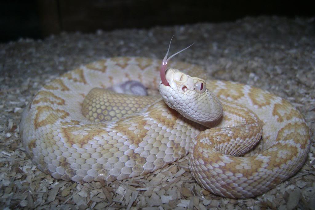 Amelanistic Western Diamondback