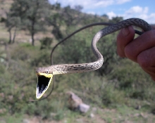 Mexican Vine Snake